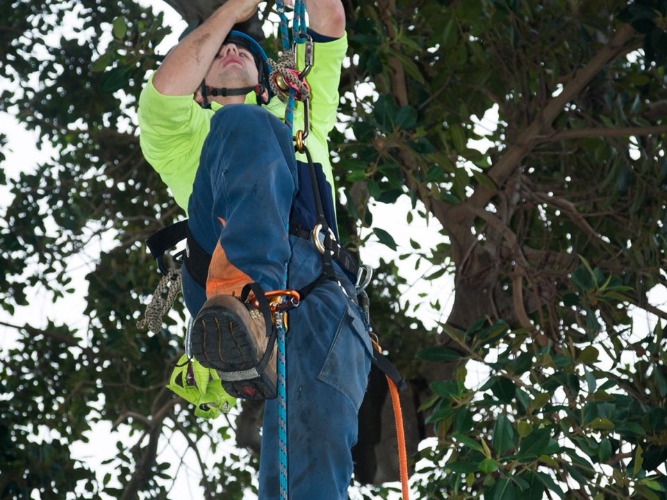 Qualified arborist working in a mature tree during an Enviro Trees UK survey in Worcestershire