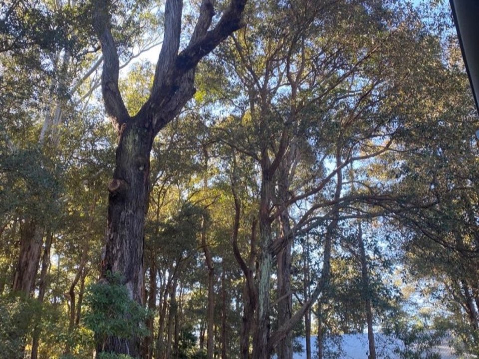 Mature trees in Worcestershire parkland with a property visible in the background
